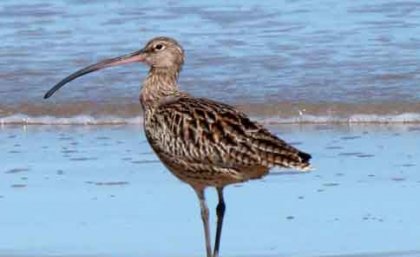 A bird stands on the shore.